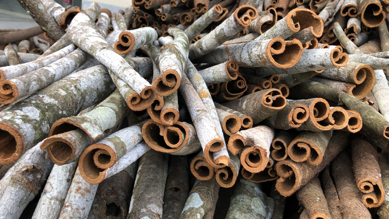 White Marks on Cassia Cinnamon Bark