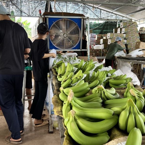 Inside Fresh Banana Factory