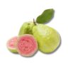 Guava