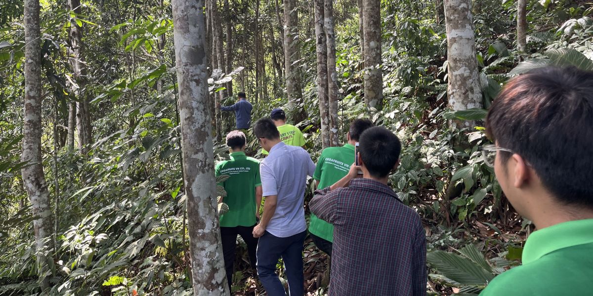 Cassia Forest