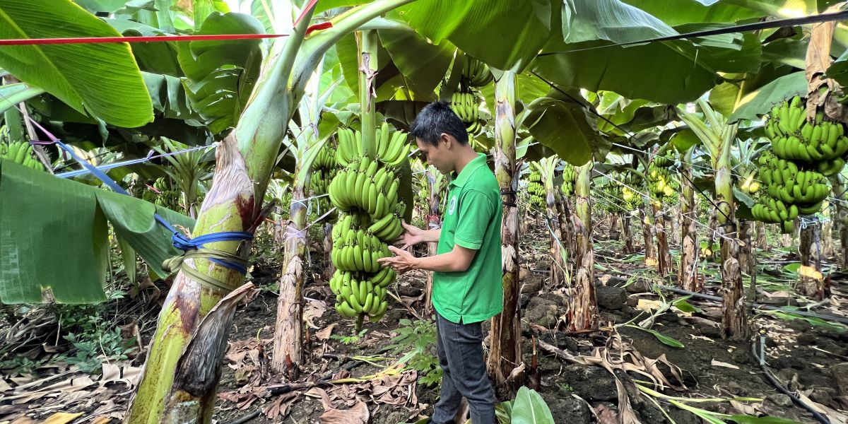 A man at bananas farm