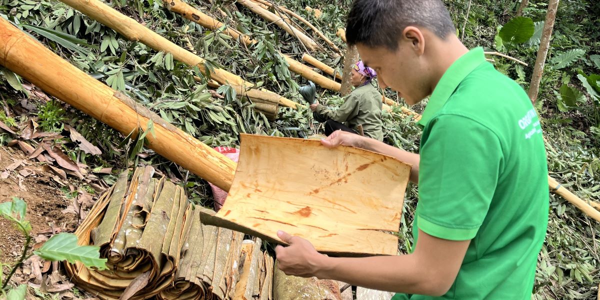 A man with fresh cassia bark